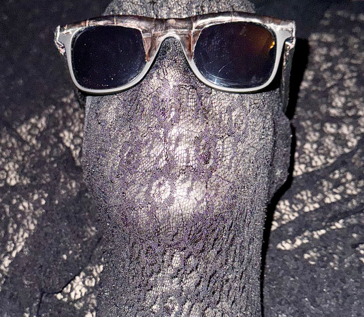 Alligator Ray Ban Wayfarer